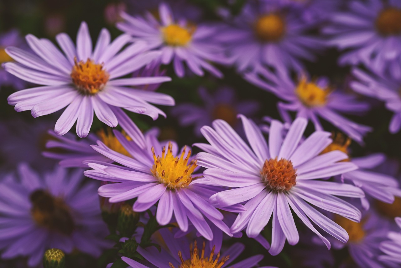 autumn, aster, purple, nature, beautiful flowers, yellow, flower, petals, flower background, flower wallpaper, blooms at