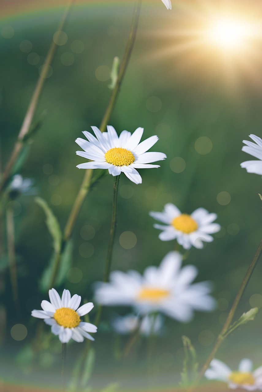 daisies, flower, flower background, white, white flowers, beautiful flowers, blossoms, meadow marguerite, nature, summer, bloom, close up, pointed flower, wild daisy, daisy plant, plant, mountain daisy, naturally, flower wallpaper, meadow, spring, flora